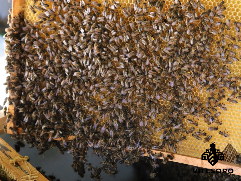 Na zdjęciu widzimy pszczoły produkujące miód naturalny. Miód posiada unikatowe właściwości, a jedną z nich jest działanie antybiotyczne